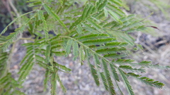 Acacia irrorata