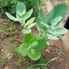 Calotropis procera