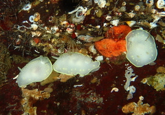 Cadlina