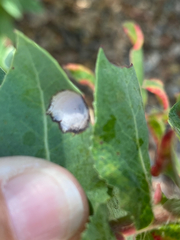 Exobasidium arctostaphyli