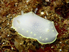 Cadlina