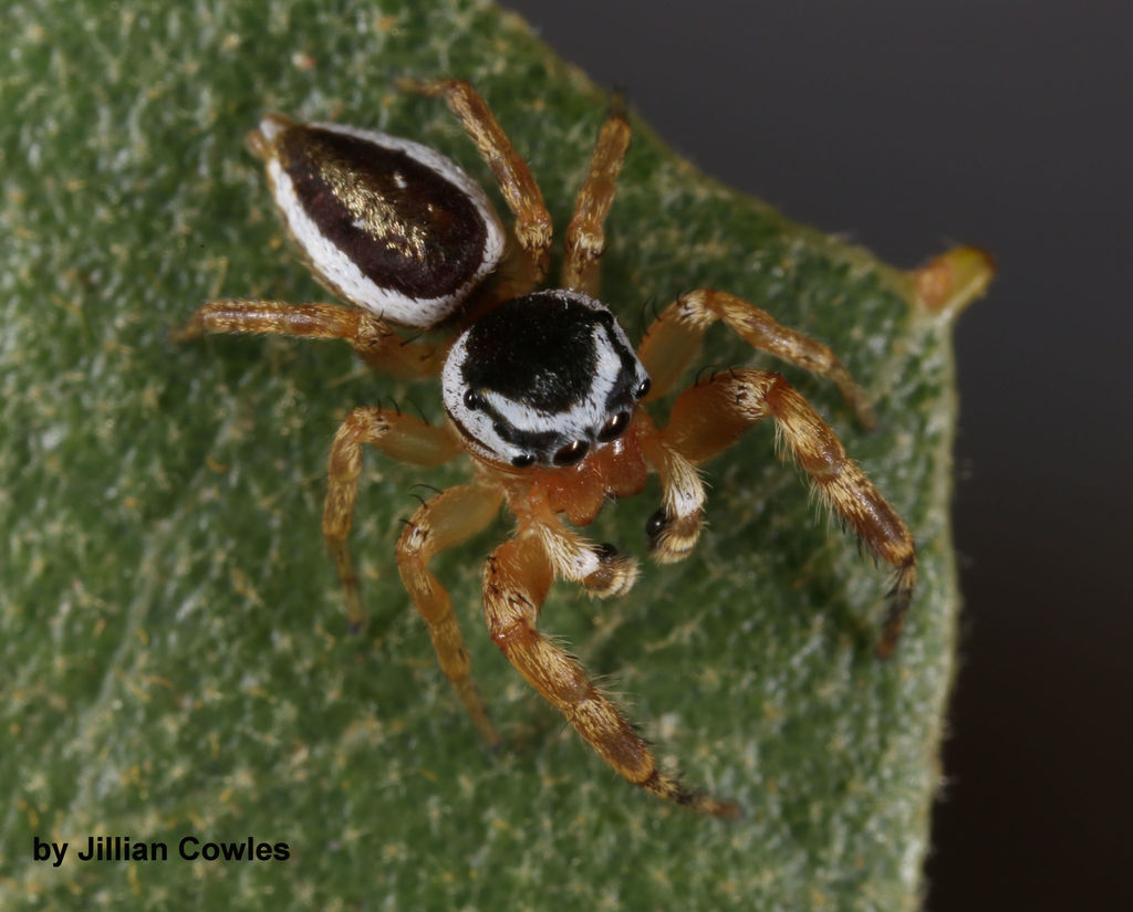 Pelegrina kastoni