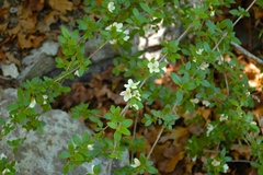 Philadelphus texensis
