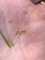 Cyperus thyrsiflorus