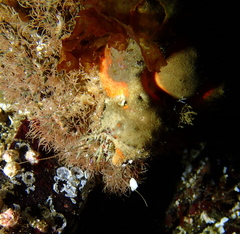 Rhinolithodes wosnessenskii