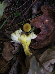 Hygrocybe caespitosa