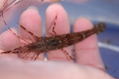 Eucarida