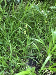 Cyperus thyrsiflorus