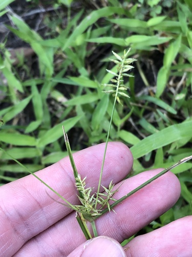 Thyrse Flatsedge (Cyperus thyrsiflorus)