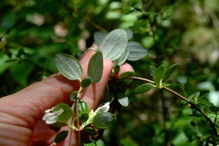 Philadelphus texensis