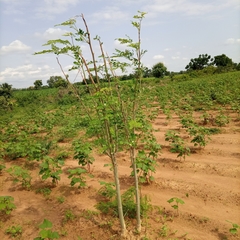 Moringa oleifera