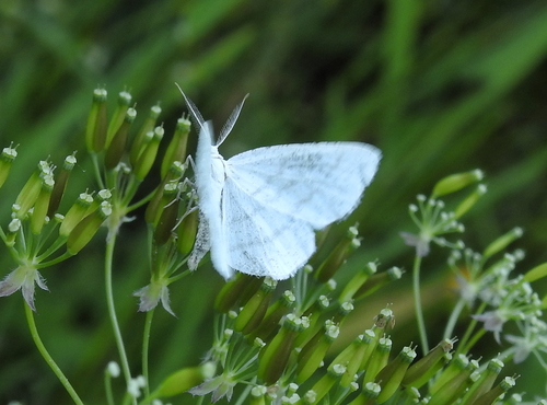 Pilkajuostis Balsvasprindis nuotrauka