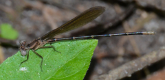 Argia sedula