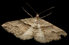 Syneora fractata