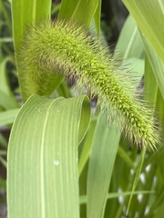 Setaria viridis major