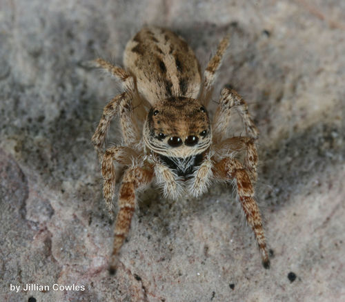 Pellenes grammaticus
