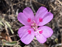 Clarkia gracilis sonomensis