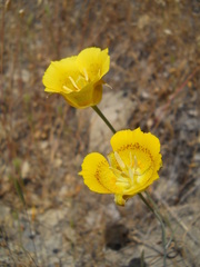 Calochortus luteus