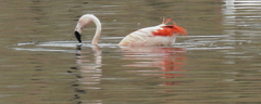 Phoenicopterus chilensis