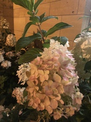 Magnoliopsida