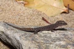 Nactus cheverti