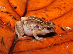 Cophixalus australis