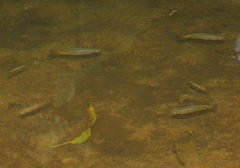 Melanotaenia splendida