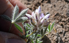 Lupinus lepidus lobbii