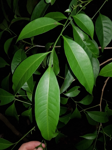Medium