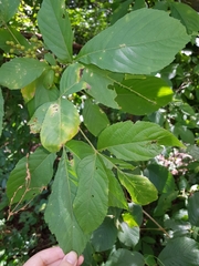 Allophylus racemosus