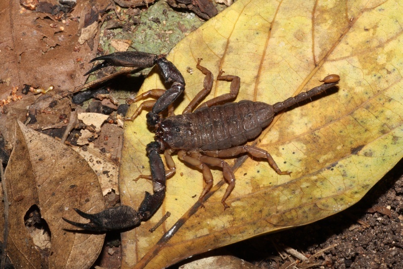 Hormurus from Djiru QLD 4852, Australia on August 29, 2008 by dhfischer ...