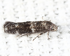 Elachista illectella