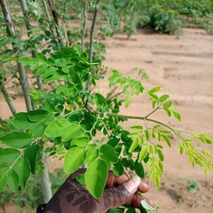 Moringa oleifera