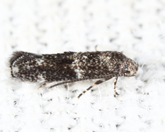Elachista illectella