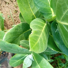 Calotropis procera