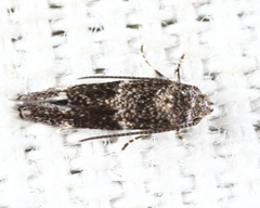 Elachista illectella