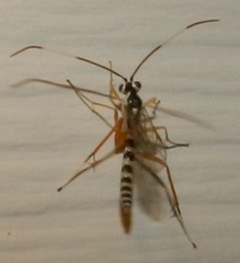 Sphelodon phoxopteridis