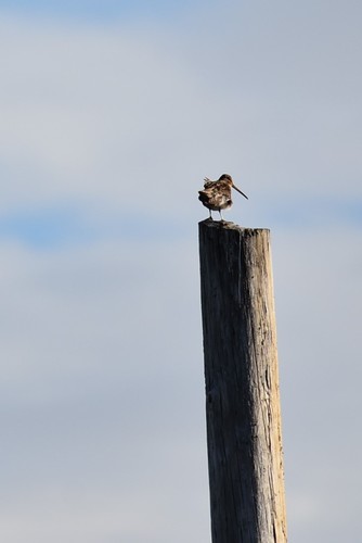 Wilson's Snipe