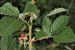 Rubus pascuus