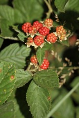 Rubus pascuus