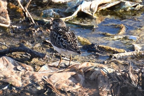 Least Sandpiper