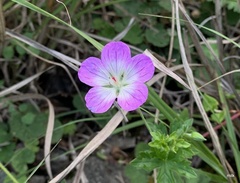 Geranium hayatanum