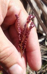 Mitreola