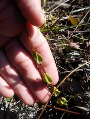 Mitreola