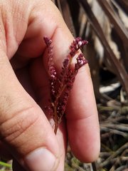 Mitreola
