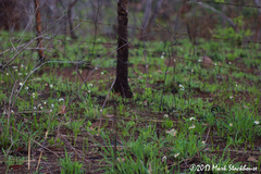 Tigridia mexicana passiflora