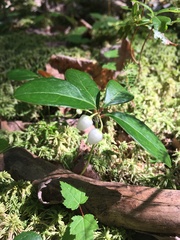 Gaultheria procumbens image