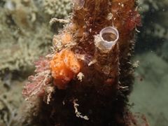 Distaplia occidentalis