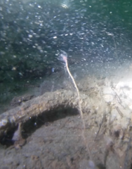 Ectopleura marina