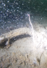 Ectopleura marina